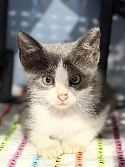 An adult small-sized male Domestic Short Hair cat named Reese for adoption in Port Allen, LA