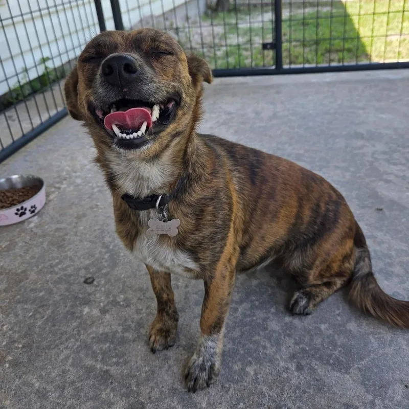 A young small-sized female Brindle Mixed Breed dog named Amy Rose for adoption in Gainesville, FL
