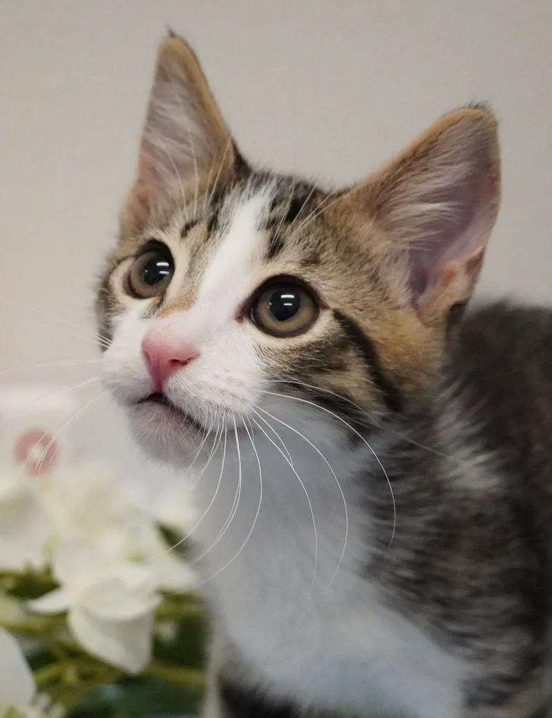 A baby medium-sized male Tabby (Brown / Chocolate) Domestic Short Hair cat named Shaun White for adoption in Grants Pass, OR