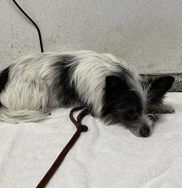 A young small-sized male Chihuahua dog named Junior for adoption in Escondido, CA