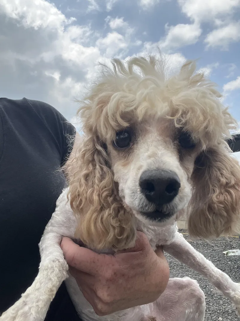 Rupert