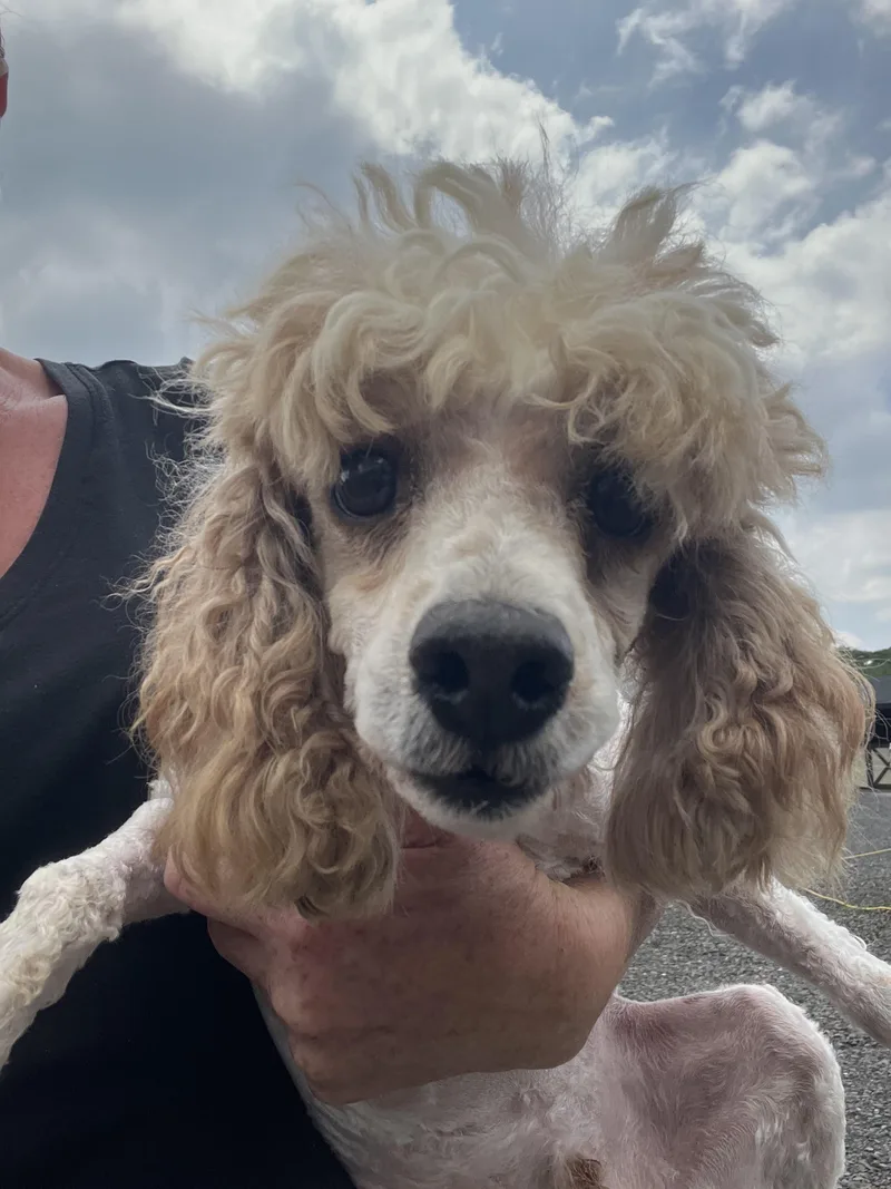 Rupert thumbnail 2