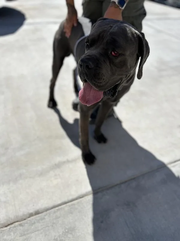 An adult extra large-sized male Cane Corso dog named Hawk for adoption in Victorville, CA