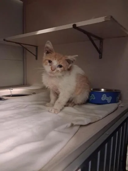 A young small-sized male Domestic Short Hair cat named Applin for adoption in Columbus, IN