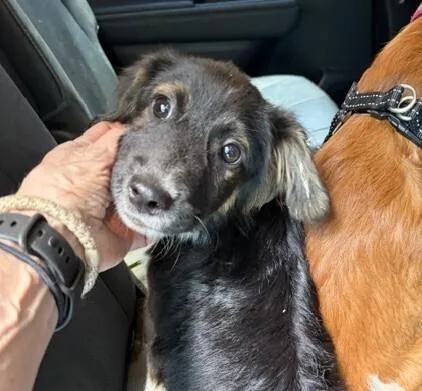 A baby small-sized male Tricolor (Brown, Black, & White) Australian Shepherd dog named Pup Jeremy for adoption in Washington, DC