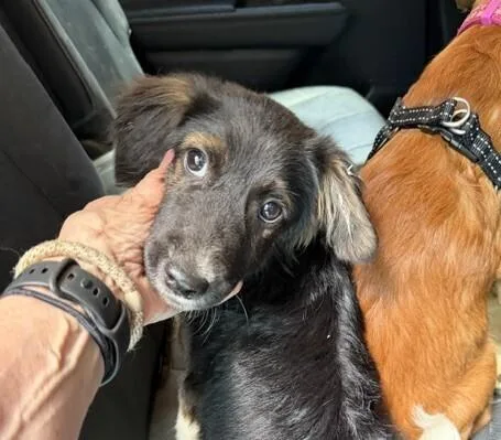 Pup Jeremy thumbnail 2