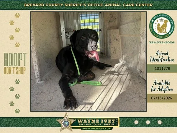 A senior large-sized male Mixed Breed dog named Mr. Mouse for adoption in Melbourne, FL