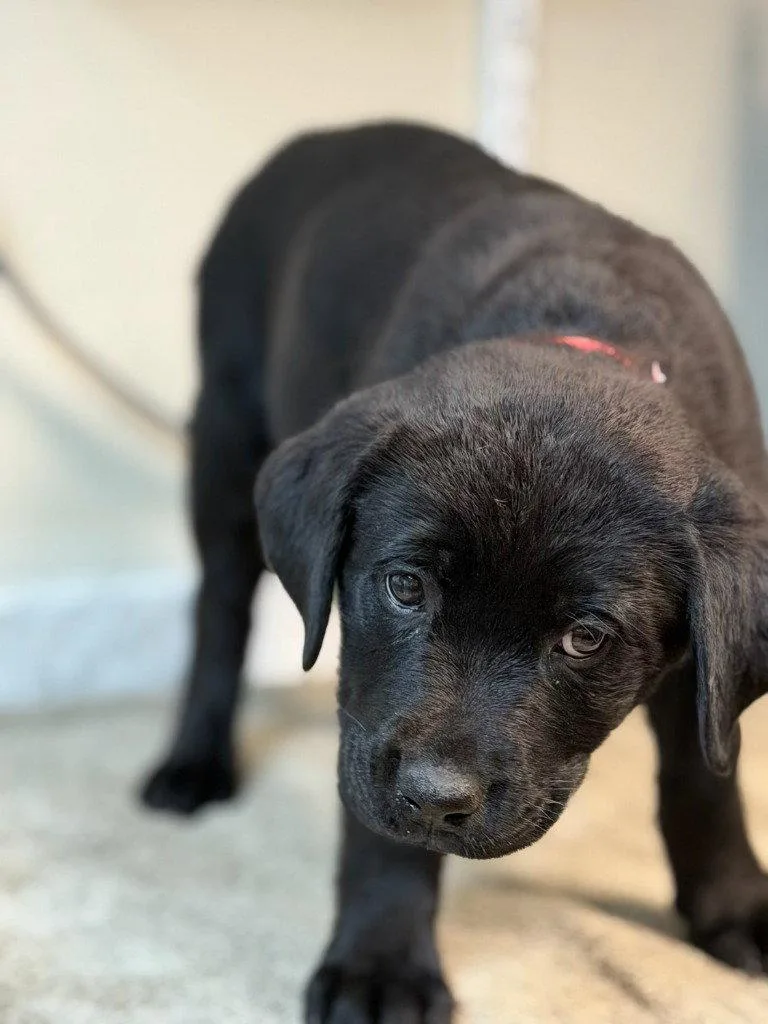 A baby small-sized female Rottweiler dog named Jasmine for adoption in Lovingston, VA