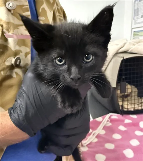 A baby small-sized male Domestic Medium Hair cat named A for adoption in Camarillo, CA