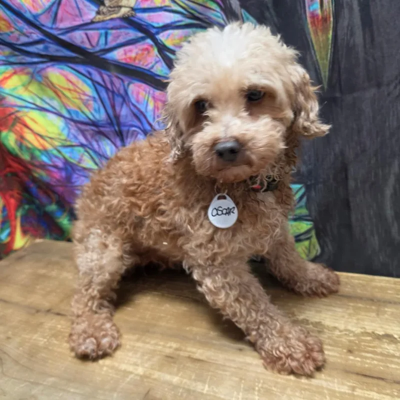 A senior small-sized male Red / Chestnut / Orange Miniature Poodle dog named Oscar for adoption in Normal, IL