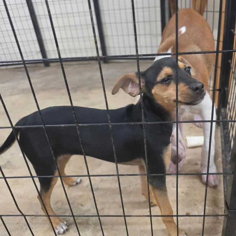 A baby small-sized female Black Chihuahua dog named Jenny for adoption in Melrose, FL