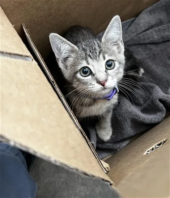 A baby medium-sized female Domestic Medium Hair cat named Carmen for adoption in Dallas, TX