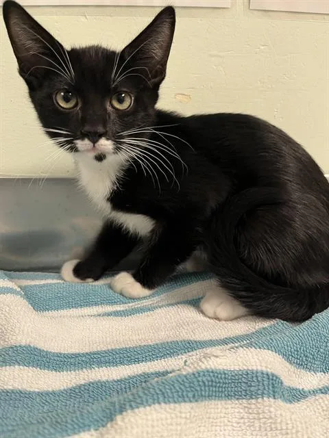 A baby small-sized male Domestic Short Hair cat named Oven for adoption in Santa Cruz, CA