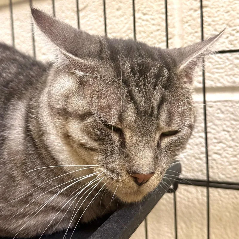 An adult large-sized male Domestic Short Hair cat named Artemis for adoption in Harrisonburg, VA