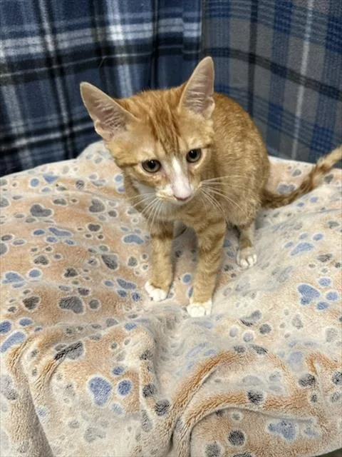 A baby small-sized male Domestic Short Hair cat named Bobus for adoption in Rosenberg, TX