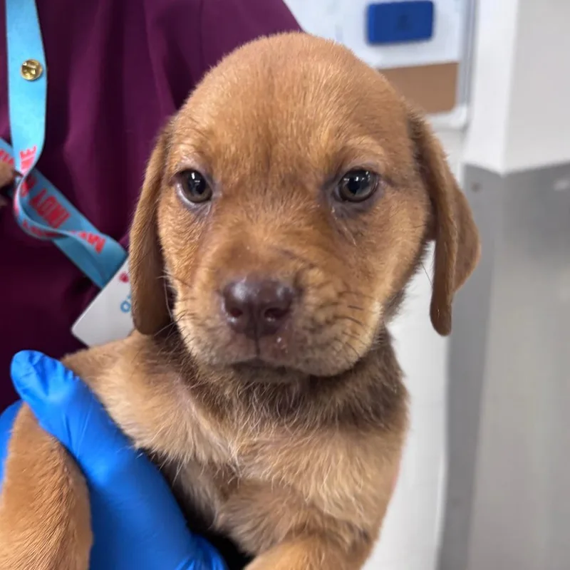 A baby small-sized female Labrador Retriever dog named Wanda for adoption in Indianapolis, IN