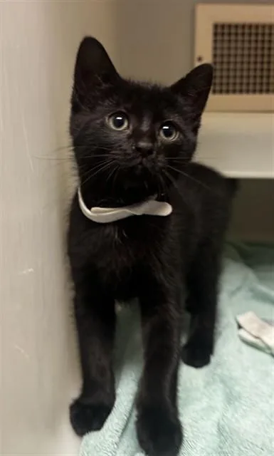 A baby small-sized male Domestic Short Hair cat named Brownie Batter for adoption in Statesville, NC