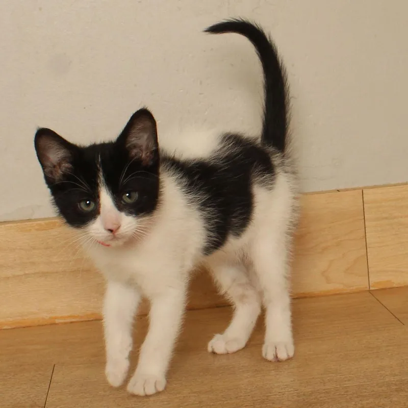 A baby small-sized male Black Domestic Short Hair cat named Captain Kirk C for adoption in Minnetonka, MN
