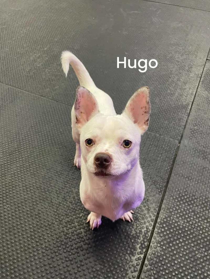 Hugo