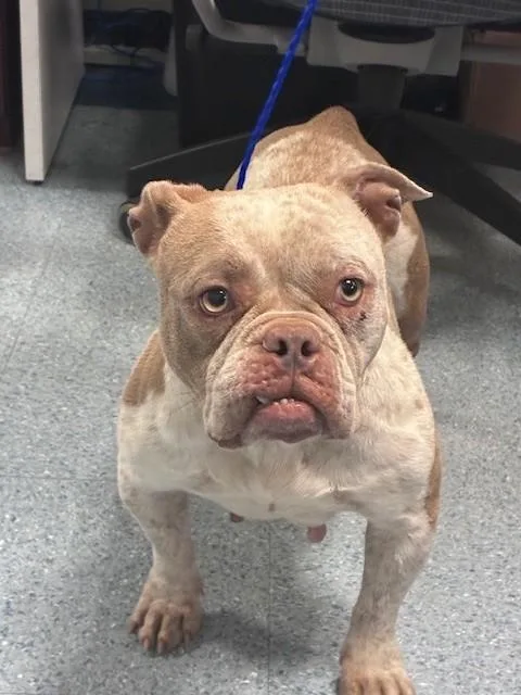 An adult medium-sized female American Bulldog dog named Yang for adoption in Miami, FL