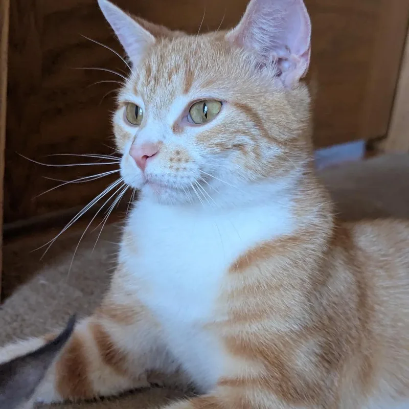 A young medium-sized female Orange / Red Domestic Short Hair cat named Marmalade for adoption in Chaska, MN