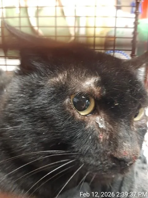 An adult small-sized male Domestic Short Hair cat named Iris for adoption in Jacksonville, FL