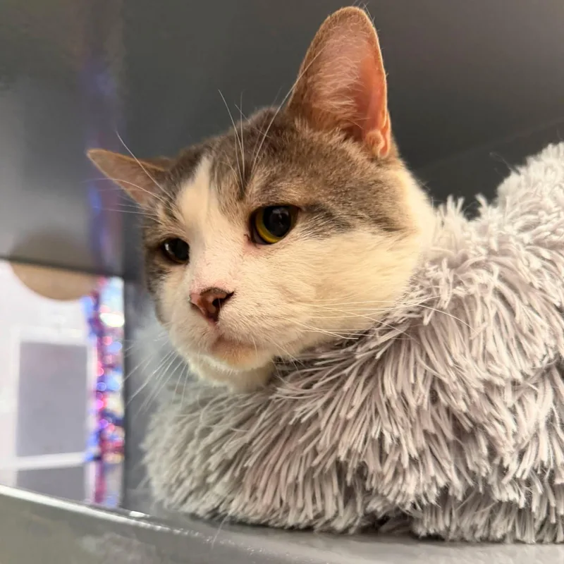 A senior medium-sized male White Domestic Short Hair cat named Sammie for adoption in Royal Oak, MI