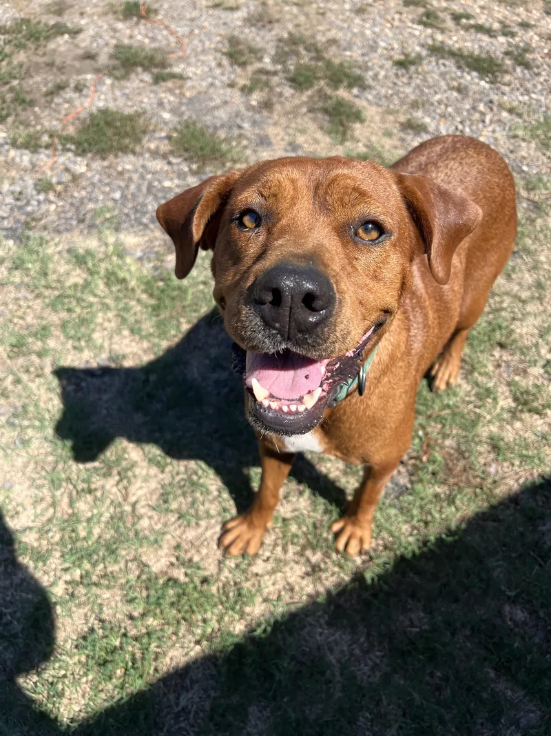 A young medium-sized female Labrador Retriever dog named Rosie for adoption in Zimmerman, MN