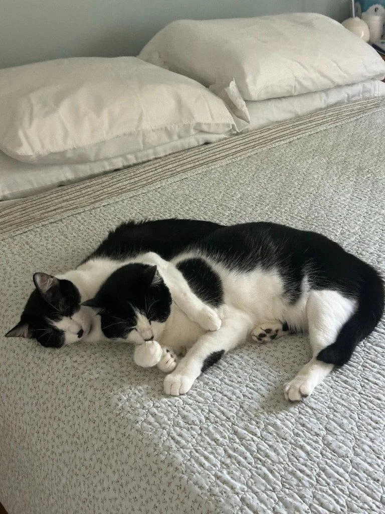 An adult medium-sized male Domestic Short Hair cat named Hamish for adoption in St. Helens, OR