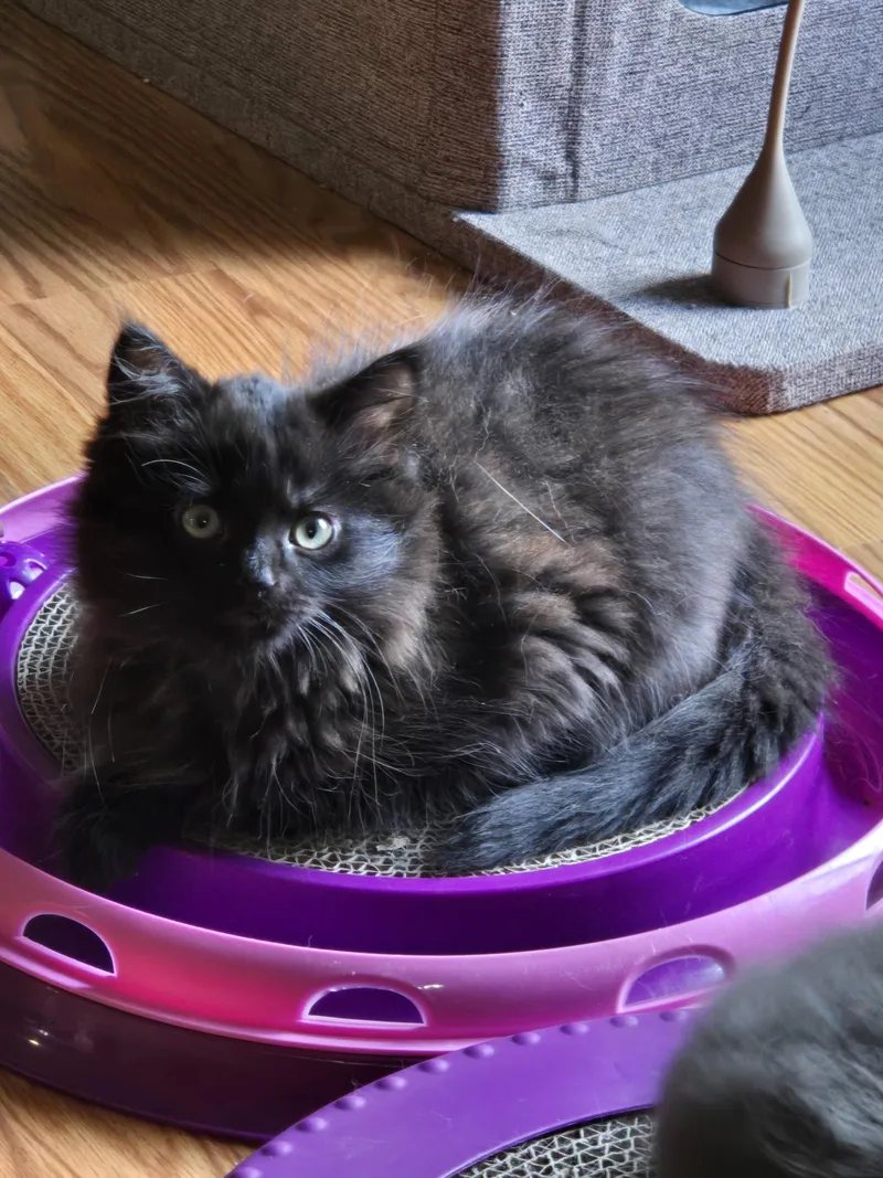 A baby medium-sized female Black Domestic Long Hair cat named Omaya for adoption in Walled Lake, MI