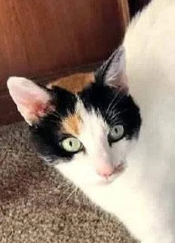An adult medium-sized female Calico cat named Angel Pie for adoption in San Jose, CA