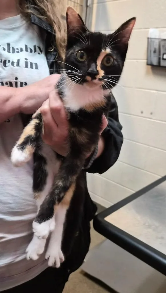 Tortielicious
