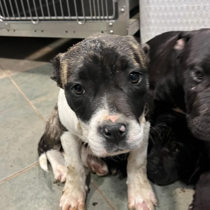 A baby small-sized female Brindle Mixed Breed dog named Brooklin for adoption in Chattanooga, TN