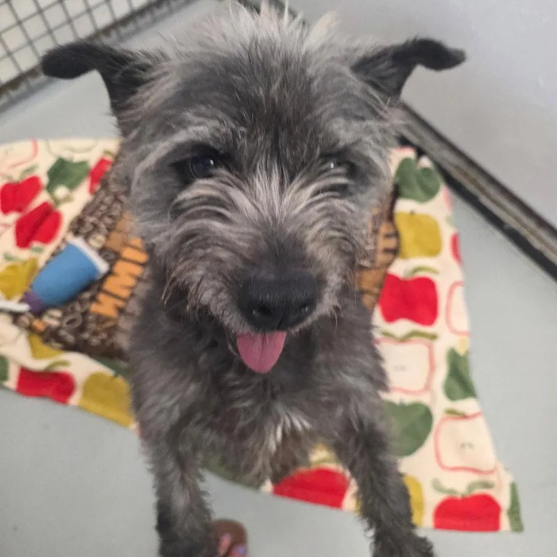 An adult medium-sized female Skye Terrier dog named Eskimo Pie for adoption in Chico, CA