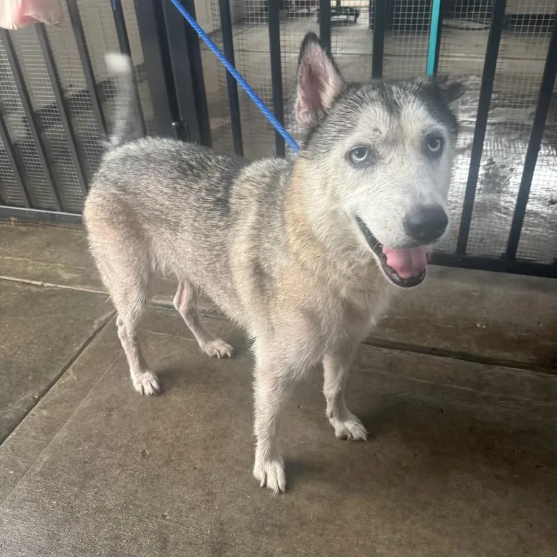An adult medium-sized female Gray / Blue / Silver Mixed Breed dog named Kiara for adoption in Dickinson, TX