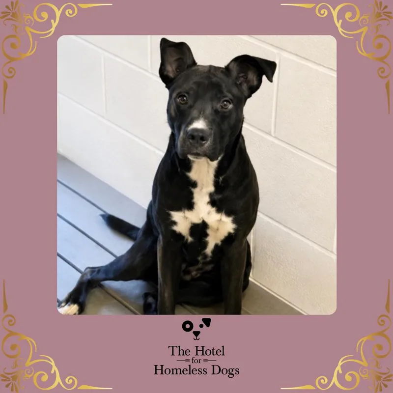 An adult medium-sized female Black American Staffordshire Terrier dog named Bonnie for adoption in Cumberland, RI
