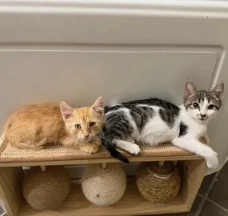 A baby small-sized male Tabby (Brown / Chocolate) Domestic Short Hair cat named Waffles for adoption in Rochester, MN