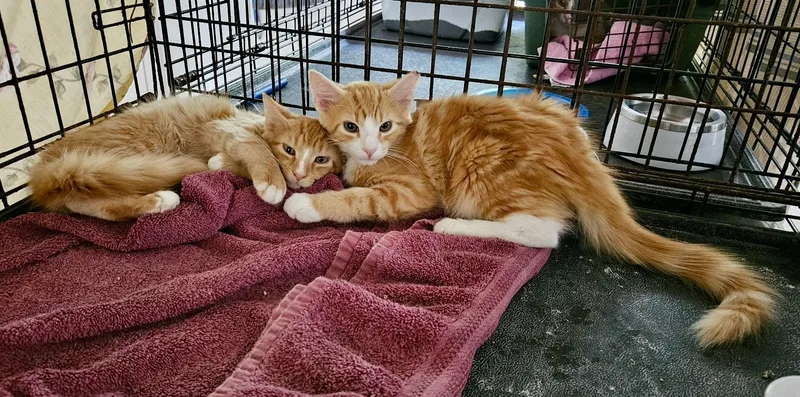 A baby small-sized male Orange & White Domestic Medium Hair cat named MacArthur for adoption in Myrtle Beach, SC