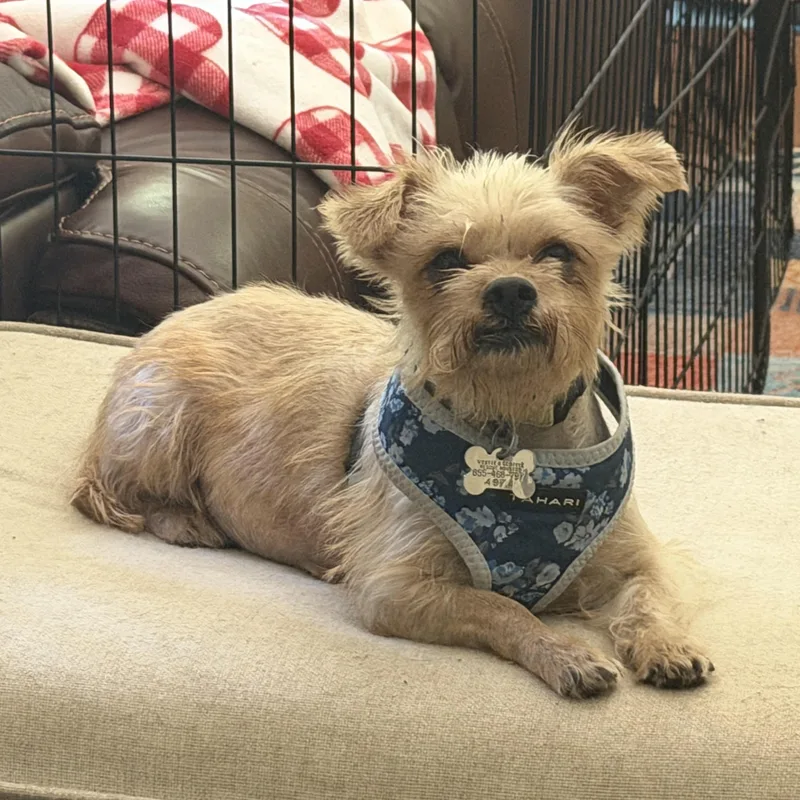 An adult small-sized female Apricot / Beige Terrier dog named Matilda for adoption in Spring, TX