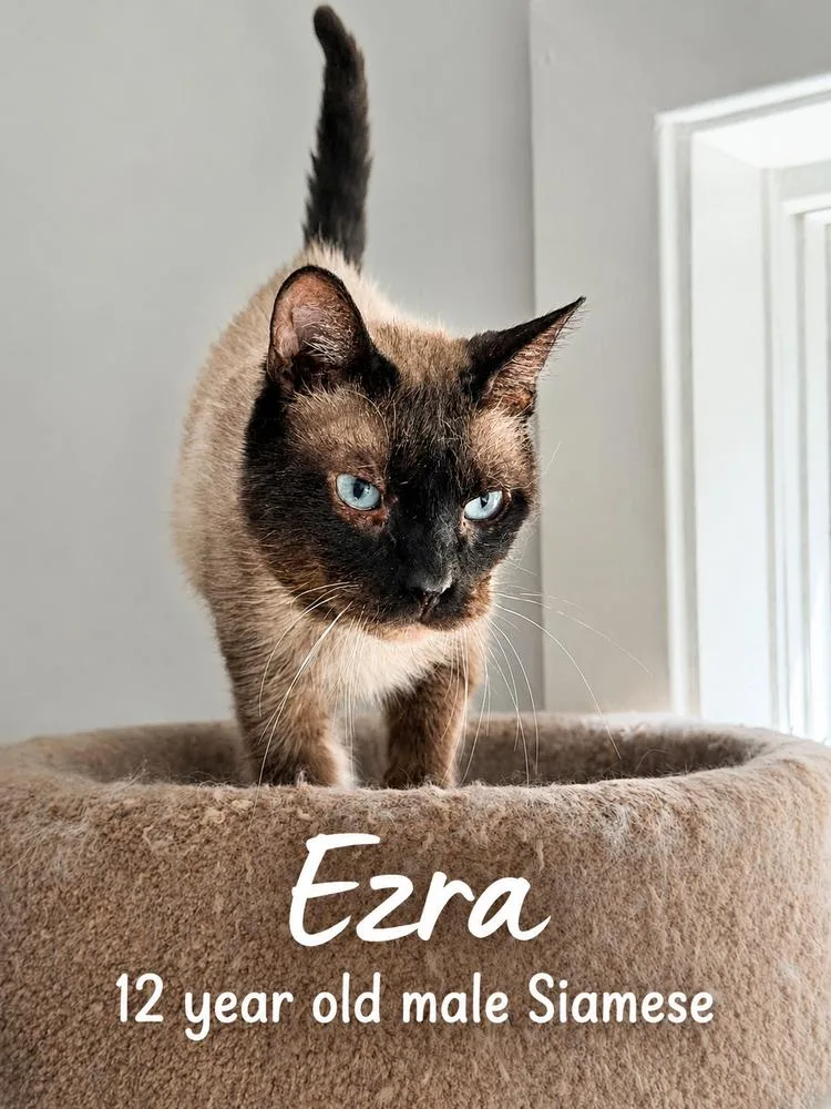 Ezra thumbnail 6