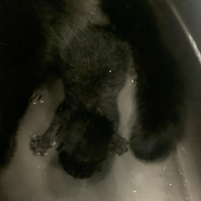 A baby small-sized female Black Domestic Short Hair cat named Hugz for adoption in Greensboro, NC