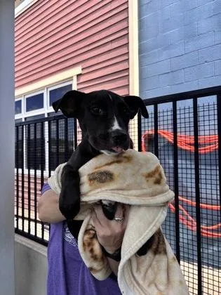 A baby medium-sized female Labrador Retriever dog named Raspberry for adoption in Merriam, KS