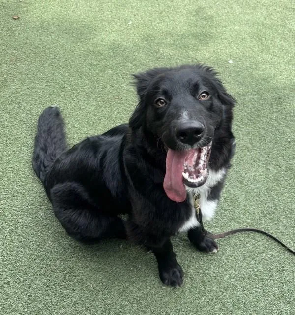 A young large-sized male Labrador Retriever dog named Buckee for adoption in Oceanside, CA