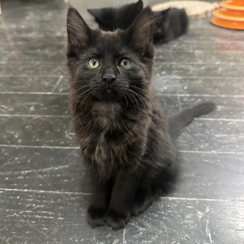 A baby medium-sized female Black Domestic Short Hair cat named Midnight for adoption in East Brunswick, NJ