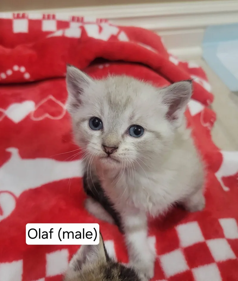 A baby medium-sized male Siamese cat named Olaf for adoption in Omaha, NE