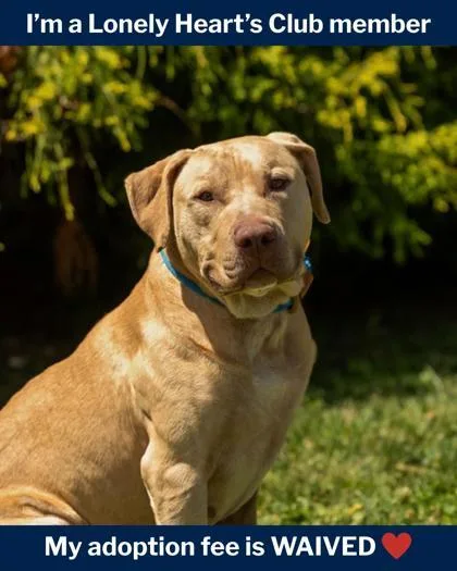 An adult large-sized male Mixed Breed dog named Ruby for adoption in Fallston, MD