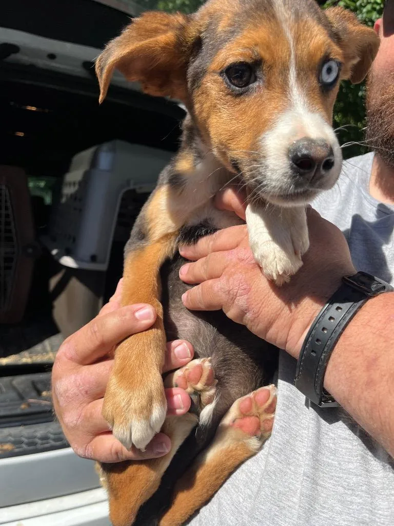 A baby medium-sized female Mixed Breed dog named Essence for adoption in Mount Gilead, NC
