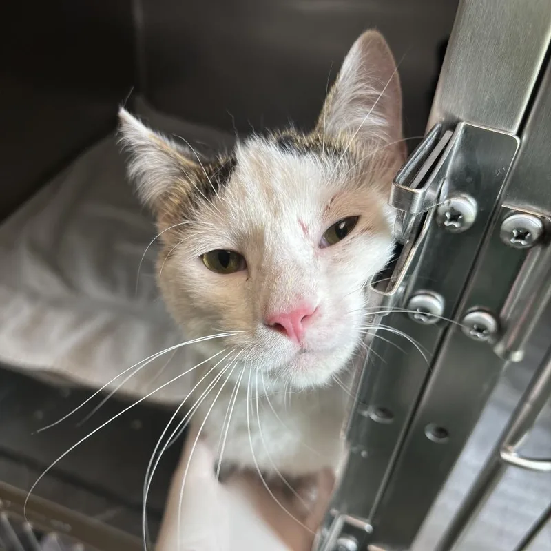 A young medium-sized male White Domestic Short Hair cat named Coco for adoption in Council Bluffs, IA