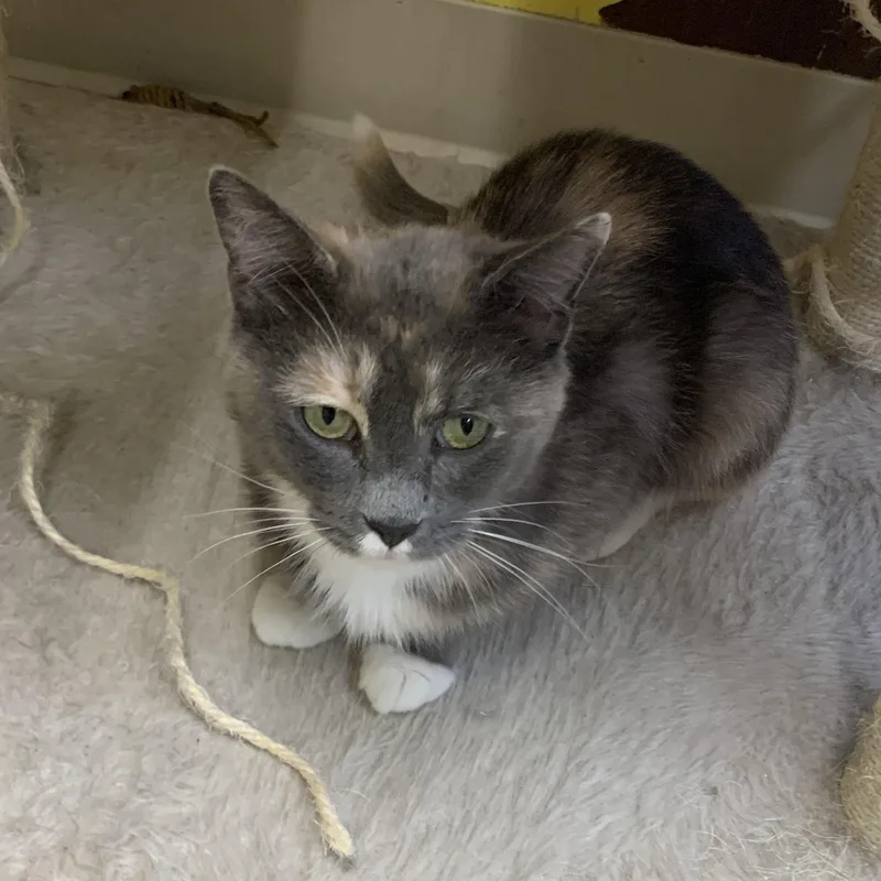 A young large-sized female Domestic Short Hair cat named Zelda for adoption in Thayne, WY