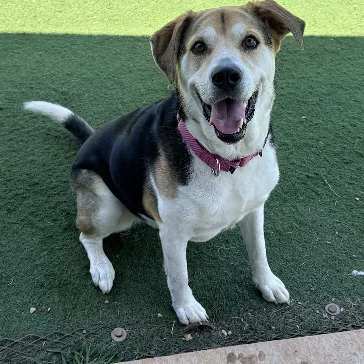 An adult large-sized female Tricolor (Brown, Black, & White) Shepherd dog named Emori for adoption in Oklahoma City, OK